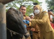 Bupati Purwakarta Gerak Cepat Atasi Penyakit LSD, Ribuan Sapi Dan Kerbau Berhasil Divaksinasi