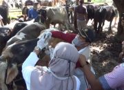 Bupati Anne: Stok Berlimpah, Ketersediaan Hewan Kurban di Purwakarta Sangat Aman