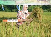 Dalam Lima Tahun Produksi Jutaan Ton Padi, Purwakarta Terus Perkuat Ketahanan Pangan Nasional
