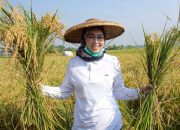 Perkuat Ketahanan Pangan Nasional, Produksi Beras Purwakarta Semester Pertama 2023 Capai Ratusan Ribu Ton