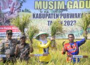Panen Raya Sukses, Mantapkan Purwakarta Daerah Surplus Pangan Di Jawa Barat