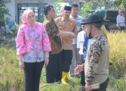 Purwakarta Sukses Panen Ribuan Ton Padi Nutri Zinc Anti Stunting