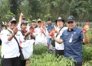 Anjloknya Harga Cabai Membuat Petani Purwakarta Merugi, Pemda Lakukan Intervensi untuk Jaga Stabilitas